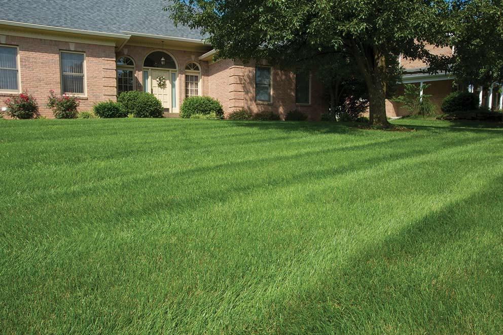 Pest Control Lexington Exterminator Lexington, KY Termite Treatment